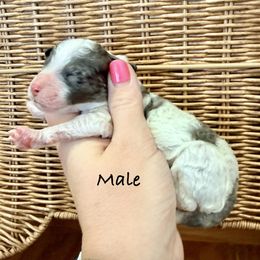 Boy 1 - Merle male Bernedoodle puppy in Lehi, Utah from Heart J Bernedoodles