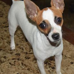 Rat Terriers from Isaac Point Kennels