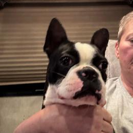 Winnie - Boston Terrier