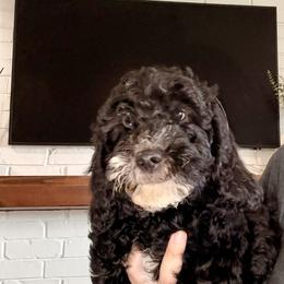 Bernedoodle Puppies from Michelle Green