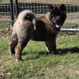 Akita Puppies from Folklore Akitas