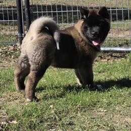 Akita Puppies from Folklore Akitas