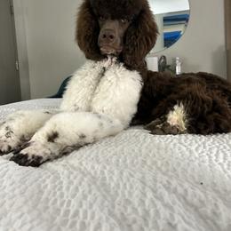 Monopoly - Parti male Poodle puppy in Berea, Kentucky from Legacy Poodles