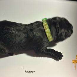 Miracle City Green - Black female Cane Corso puppy in Conroe, Texas from Miracle City