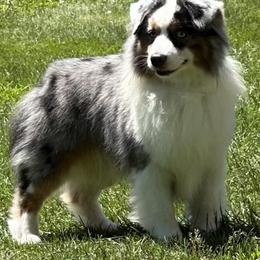 Remy - Miniature American Shepherd