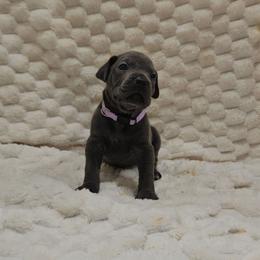 Light purple collar - Gray female Cane Corso puppy in Fritch, Texas from Carrie Brown's Cane Corsos