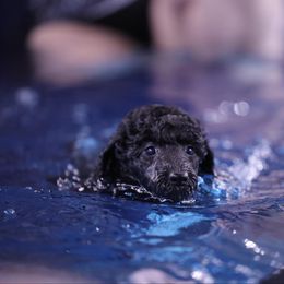 Poodle Puppies from Pawsable Prospects