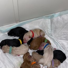 Goldendoodle Puppies from Woods Doodles & Co.