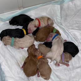 Goldendoodle Puppies from Woods Doodles & Co.