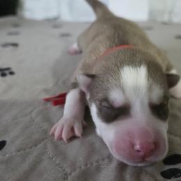 Siberian Husky Puppies from Wild and Wonderful Siberian Huskies