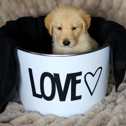 Labradoodle and Labrador Retriever Puppies from Moore than Dogs