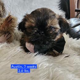 Austin - Black and tan male Shih Tzu puppy in Center Point, Iowa from Puppies in a Box Shih tzus