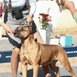 Cane Corso and French Bulldog All Grown Up from Mount Olympus French Bulldogs