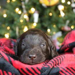 Ravioli - Chocolate male Labradoodle puppy in Lanexa, Virginia from Lees Reach Farm