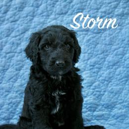 Storm - Black and white male Aussiedoodle puppy in Kings Mountain, North Carolina from Champion Farms Doodles