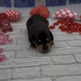 Black and Cream Smooth Female - Black and cream female Dachshund puppy in Killeen, Texas from Southern Dachshunds