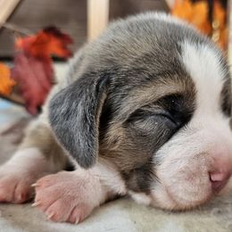 Blue tri girl (purple collar) - Blue tan and white female Beagle puppy in Spring Branch, Texas from Lost Trail Kennels