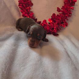 Hugs - Chocolate and tan male Dachshund puppy in Opelika, Alabama from Dachshund Darlins