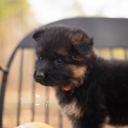 Ariel - Black and red female German Shepherd puppy in Pomona, Missouri from Dry Creek Puppies, LLC