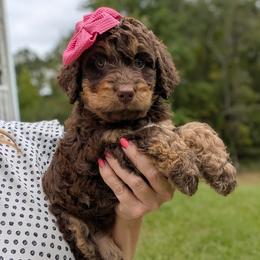 Hazel - Brown female Bernedoodle puppy in Marion, Ohio from Doodles & Doxies