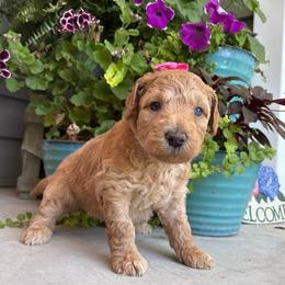 Val - Apricot female Goldendoodle puppy in Camden, North Carolina from Oopsie Doodles of NC