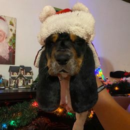 Basset Hound All Grown Up from Hoosier Hounds