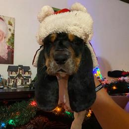 Basset Hound All Grown Up from Hoosier Hounds