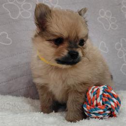 Meemo - Red sable male Pomeranian puppy in Linwood, North Carolina from My Tiny Paws