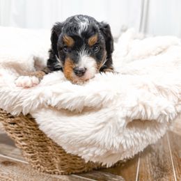 Gray - Black tri-color male Aussiedoodle puppy in Slc, Utah from Timp Doodles