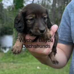 Dachshund Puppies from Wyches Bayou Dachshunds