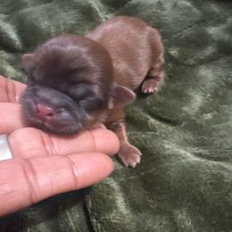 Mateo - Red male Shih Tzu puppy in Detroit, Michigan from Friends4everkennel LLC