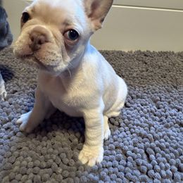 French Bulldog Puppies from Wyatt and co Frenchies