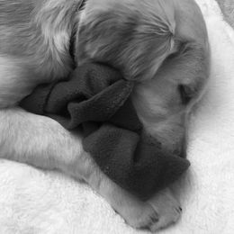 Golden Retriever Puppies from Bennett Goldens