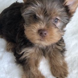 Yorkshire Terriers from Loving Yorkies by Curia’s Family