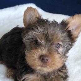 Yorkshire Terriers from Loving Yorkies by Curia’s Family