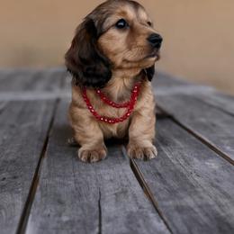 Dachshund Puppies from Diddle Bros Dachshunds