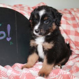 Jason - Black tri Miniature American Shepherd puppy in Meadows Of Dan, Virginia from Nashira