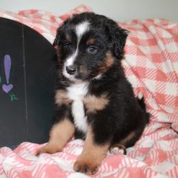 Jason - Black tri Miniature American Shepherd puppy in Meadows Of Dan, Virginia from Nashira