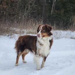Suka - Miniature Australian Shepherd