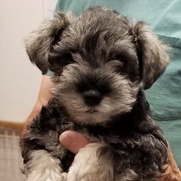 Miniature Schnauzers from DOW Miniature Schnauzers