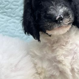 Goldendoodle and Poodle Puppies from Elizabeth Rocha's Doodles