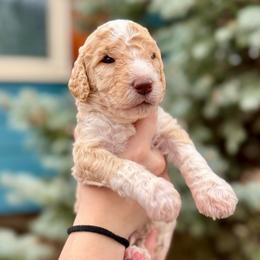 Cream boy - male Bernedoodle puppy in Blue Springs, Missouri from Jeanie’s Doodles