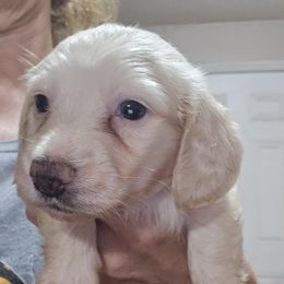 Blue collar (smaller boy) - Cream male Dachshund puppy in Lyle, Washington from Wines Wienery