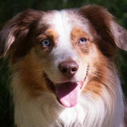 Sue - Miniature Australian Shepherd
