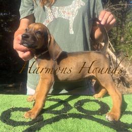 Brown Collar - Red male Redbone Coonhound puppy in Mount Pleasant, Texas from Harmons Hounds