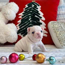 Blitz - White female French Bulldog puppy in Shields, Michigan from Mid-Michigan Frenchies