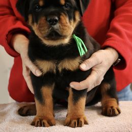 Rottweiler Puppies from Flusstal Rottweilers