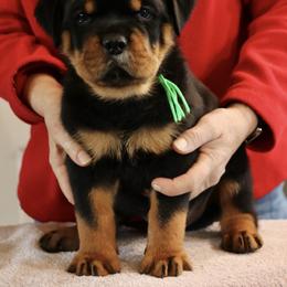 Rottweiler Puppies from Flusstal Rottweilers