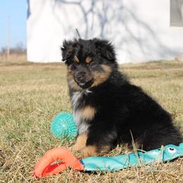 Sleepy - Black tri male Toy Australian Shepherd puppy in Springfield, Missouri from Long's lil Aussies