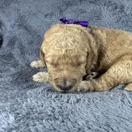 Jessie Purple Collar - Apricot female Goldendoodle puppy in Lexington, North Carolina from Deborah’s Doodles